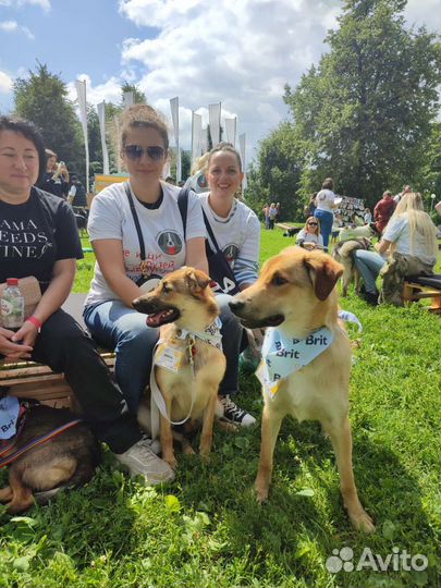 Щенки подростки брат и сестра пропадают в приюте