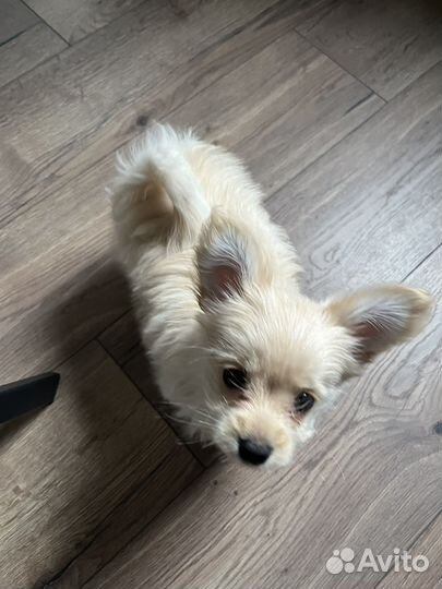 Йоркширский терьер щенок