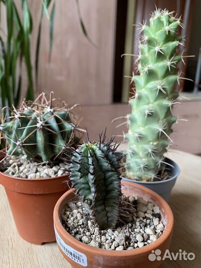 Кактус, лесные кактусы