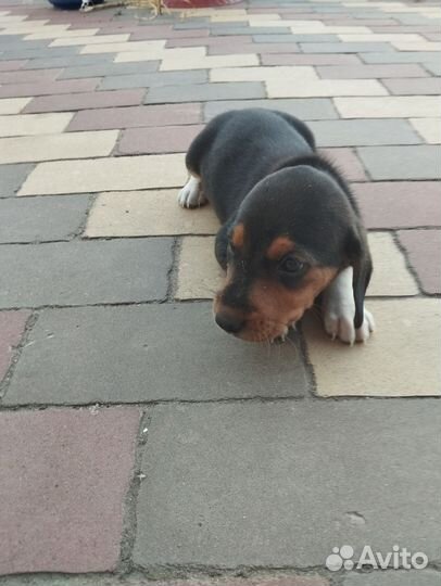 Эстонская гончая щенки