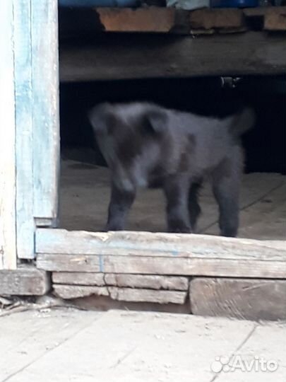 Щенки помесь лайки