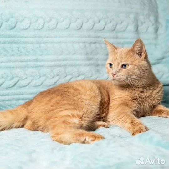 Рыжий Огонёк в дар