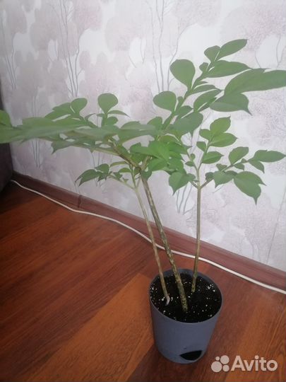 Аморфофаллус