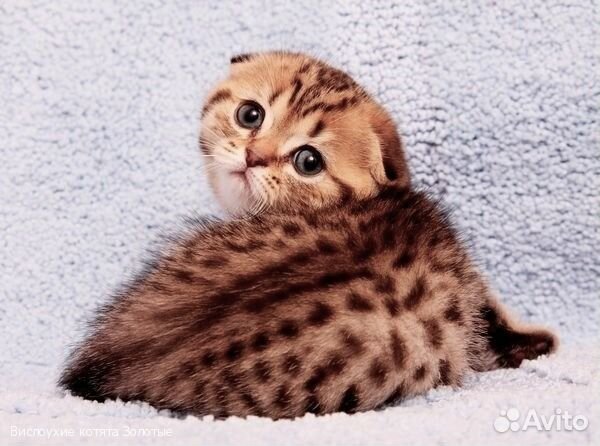 Шотландские котята золотые пятнистые