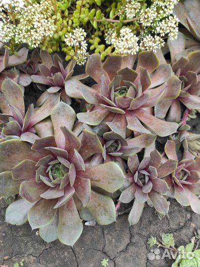 Молодило-каменная роза, многолетник