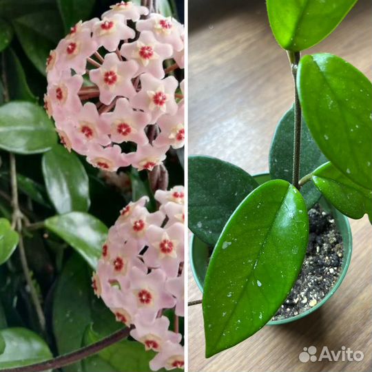 Хойя карноза