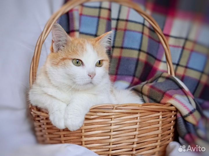 Красивая кошка ищет дом