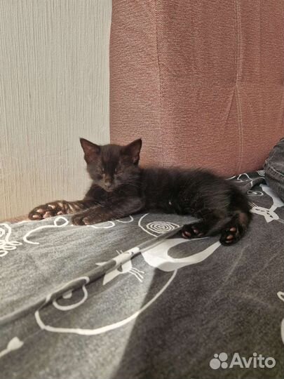 Отдам котёнка в добрые руки