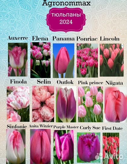 Тюльпаны к 8 марта оптом