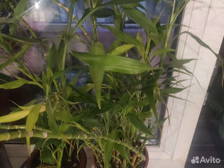 Драцена Сандера (бамбук)