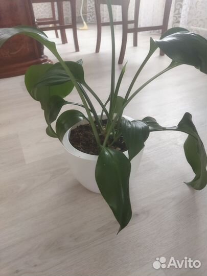 Эухарис амазонская лилия
