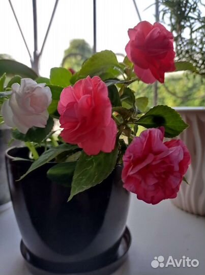 Бальзамин мини