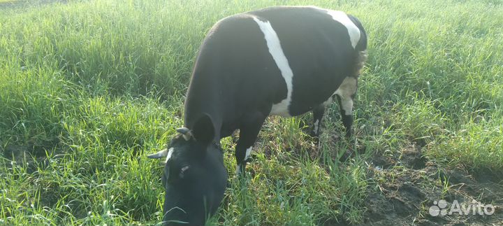 Корова дойная