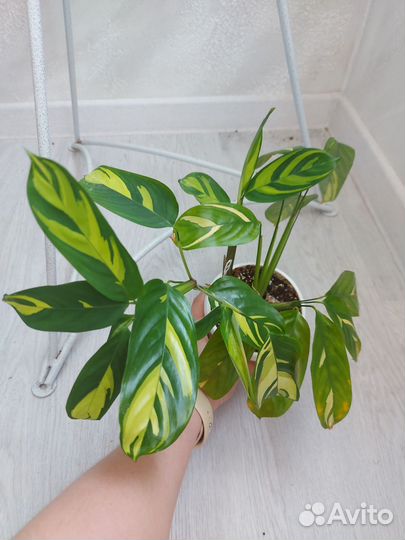 Филодендрон калатея ктенанта эпипремнум