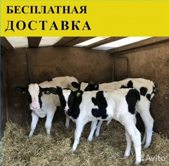 Телята бычки
