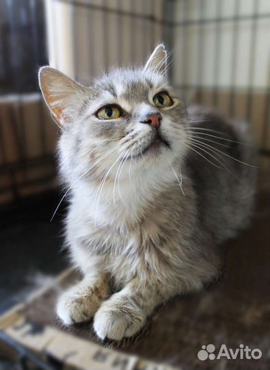 Нежная кошечка ждёт хозяев