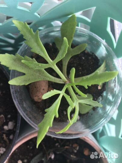 Суккуленты