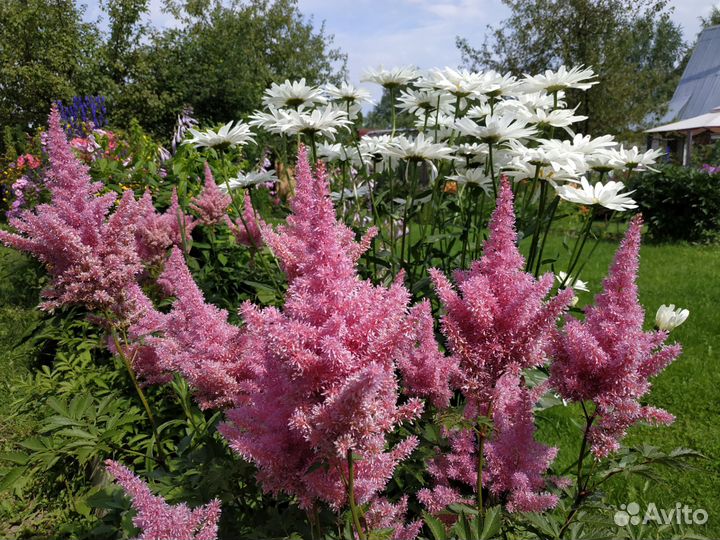 Ирис, астра альпийская, астильба
