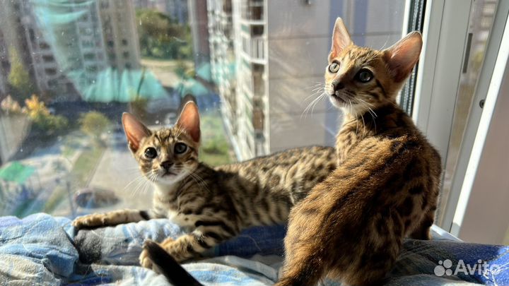 Бенгальские котята