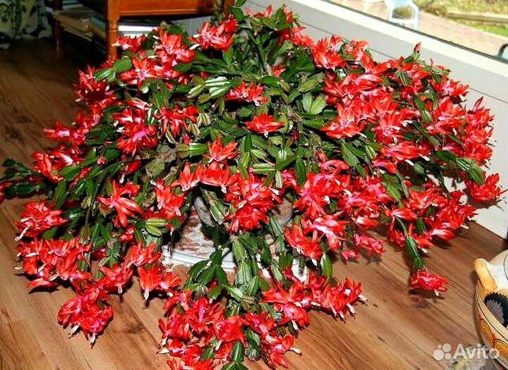 Шлюмбергер, Эпифиллум, Мамилярия