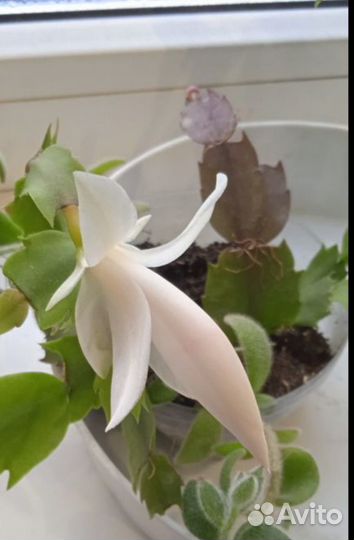 Белый декабрист