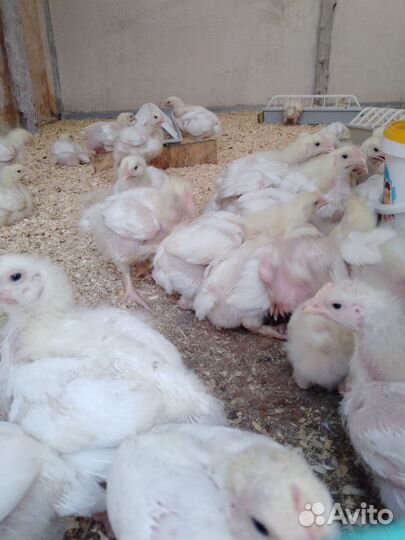 И Яйцо России и импорт. Куры несушек и бройлеров