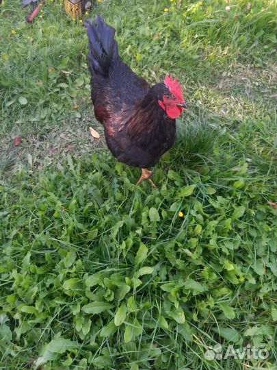 Петухи ливенские петухи и куры амераукана
