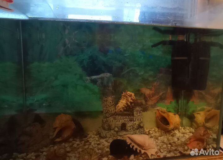 Аквариум с сомиками