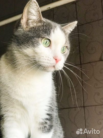 Пухленькая кошка Ксюша ищет семью