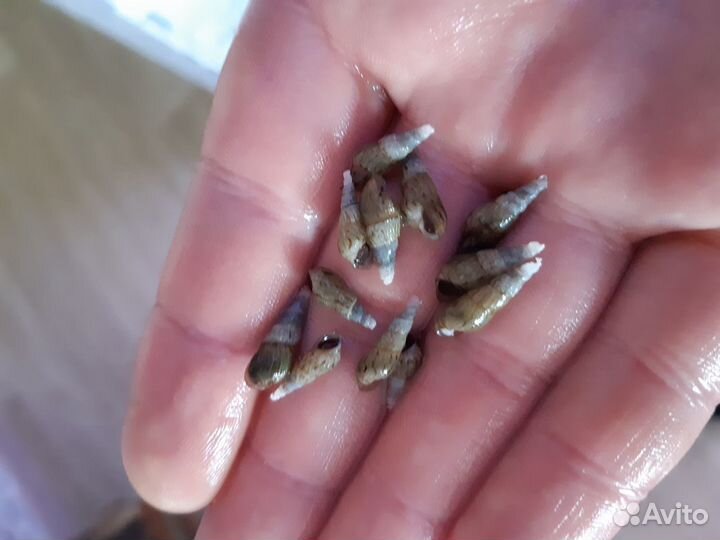 Улитки мелании