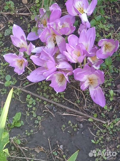 Луковицы безвременника