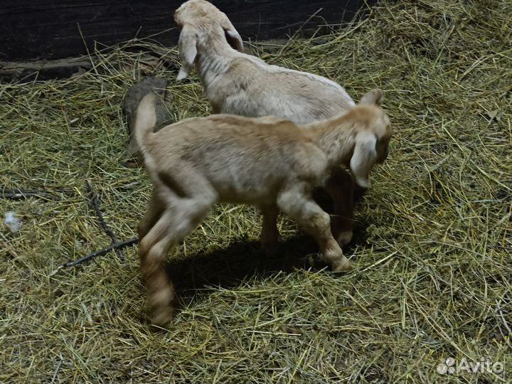 Козочки нубийские процентные