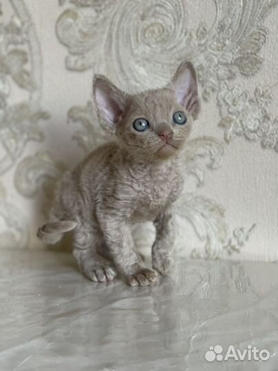 Девон-рекс кошка