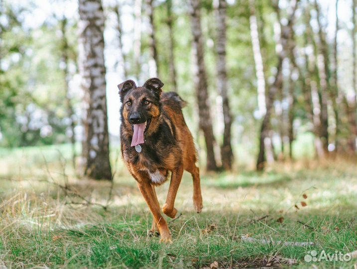 Метис бельгийской овчарки в приюте