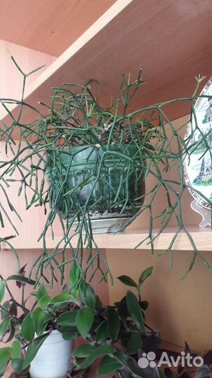 Цветы с фиолетовыми листьями и другие