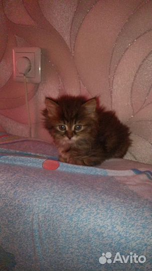 Котята в добрые руки приучены к лотку