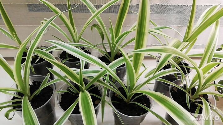 Цветы комнатные Хлорофитум хохлатый