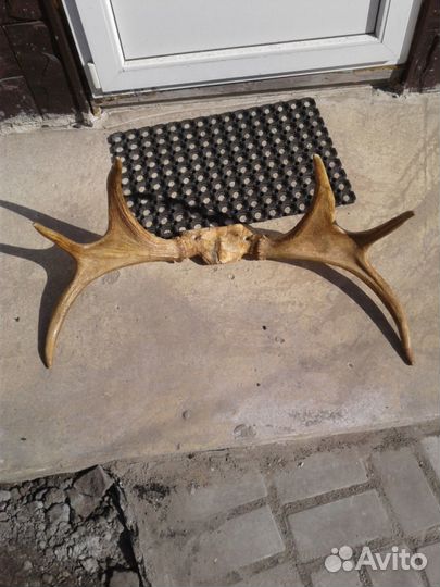 Продам рога оленя