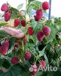 Малина- дерево Сказка