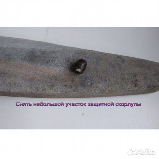 Семена Канны