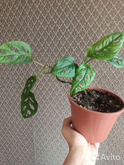 Монстера адансона