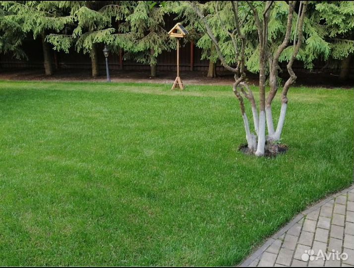 Рулонный газон Стандарт от производителя