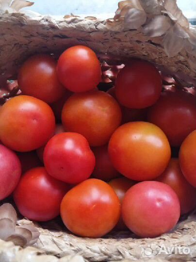 Помидоры домашние
