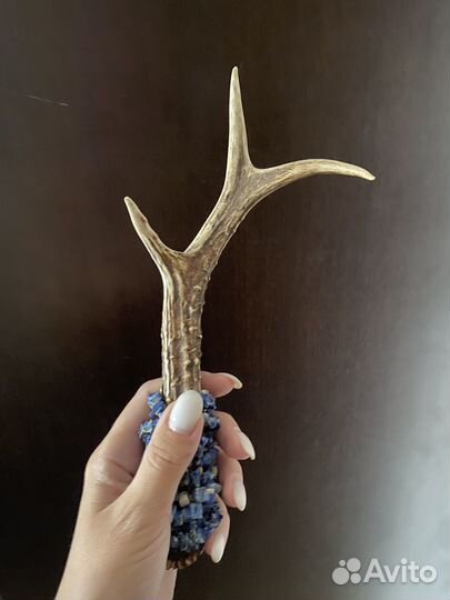 Рога оленя