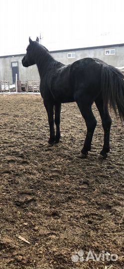 Продается мерин