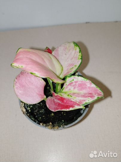 Аглаорема рэд циркор