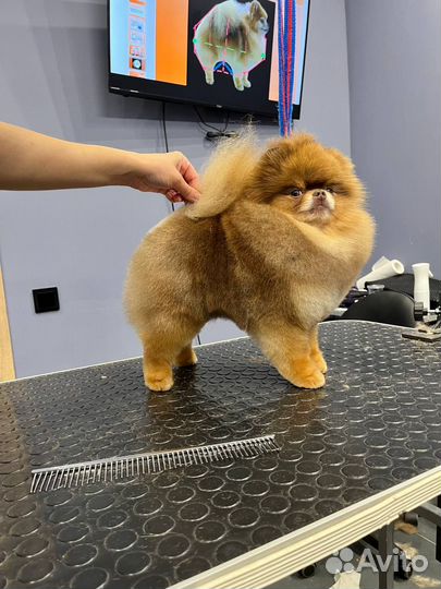 Стрижка собак и кошек модели