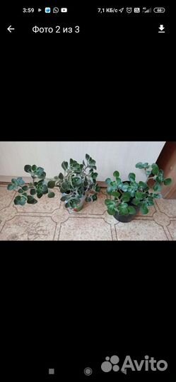 Аихризон дерево любви