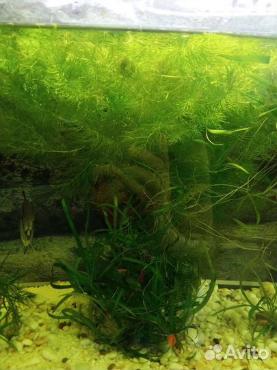 Рыбка сом-анцитрус в ваш аквариум