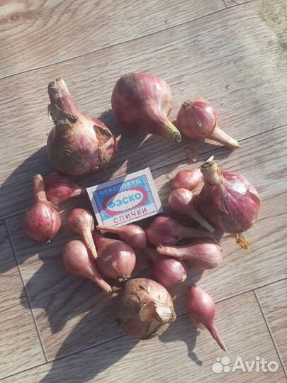 Лук шалот розовый и белый